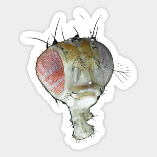 Head of Drosophila under the microscope Sticker